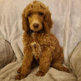 Black collar - Red  male Poodle puppy in Colorado Springs, Colorado from Silly's Standard Poodles