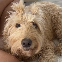 Goldendoodles from Kapolei Doodles