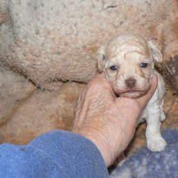 Purple collar - Cream male Poodle puppy in Lafayette, Tn, Tennessee from Debra White