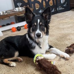Miniature Australian Shepherd and Toy Australian Shepherd All Grown Up from Donna's Toy & Mini Aussies
