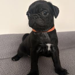 Theodore - Black male Pug puppy in Parma, Ohio from Double Dutch Pug Co.