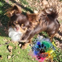 Duchess - Chihuahua