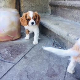 Cavalier King Charles Spaniel Puppies from Blueberry Hill Cavaliers