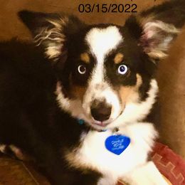 Toy Australian Shepherd Puppies from The Ranch of the Sun Toy Aussies