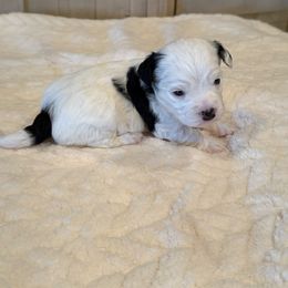 You choose his name - Black and white male Havanese puppy in Elkins, Arkansas from Havana Knights Havanese