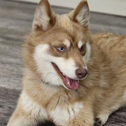 Truffles - Pomsky
