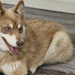 Truffles - Pomsky