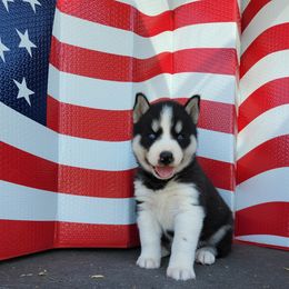 Siberian Husky Puppies from Haskins Huskies