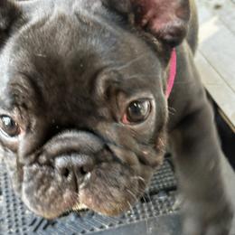 Sarah (Nova) - Brindle and white female French Bulldog puppy in Greenfield, Missouri from Hope Mountain French Bulldogs
