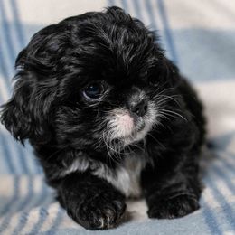 Shih Tzu puppies from Nana's Happy Pups