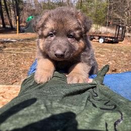 Grayson - Blue male German Shepherd puppy in Buckfield, Maine from Levesques German Shepherds