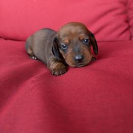 Dachshund Puppies from BJGM Dachshunds