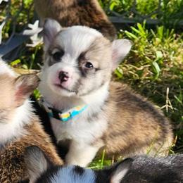 Yellow boy - Red male Pembroke Welsh Corgi puppy in Corvallis, Montana from Montana Corgi Corral