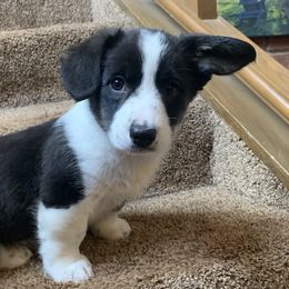 Girl 2 - Black and white Cardigan Welsh Corgi puppy in Amsterdam, New York from Castle Cardigan Welsh Corgis