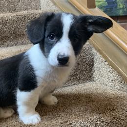 Girl 2 - Black and white Cardigan Welsh Corgi puppy in Amsterdam, New York from Castle Cardigan Welsh Corgis