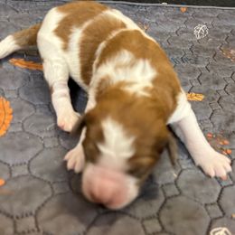 Girl 1 - Merle female Saint Berdoodle puppy in San Antonio, Texas from Mammoth Doodles