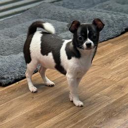 Remi - Black and white female Chihuahua puppy in Palmyra, Indiana from Country Star Chihuahuas