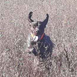 Cody - German Shorthaired Pointer