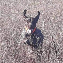 Cody - German Shorthaired Pointer