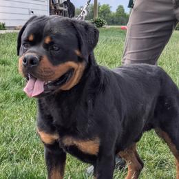 Axel - Rottweiler