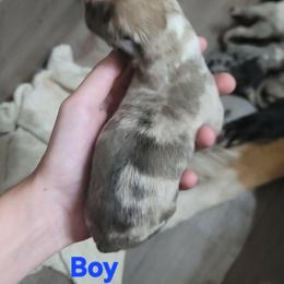 Boy 2 - Dilute red male Australian Shepherd puppy in Blairsville, Georgia from Georgia Peach Aussies
