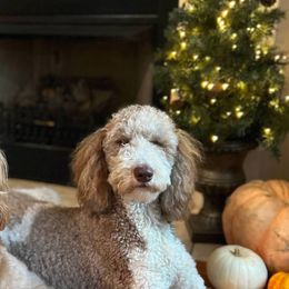 Goldendoodles from Doodles of Stonington