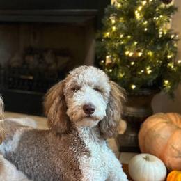 Goldendoodles from Doodles of Stonington