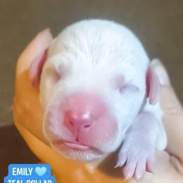 Emily (Teal Collar Female) - White and liver brown female Dalmatian puppy in Raymondville, Missouri from Wagner's Dalmatian's
