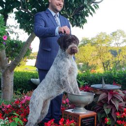 German Wirehaired Pointer All Grown Up from RnRwires