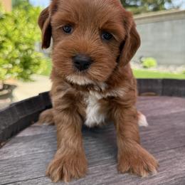 Marlin - Red male Australian Labradoodle puppy in Roseville, California from Darby Park Doodles