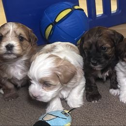 Nutmeg - Red female Havanese puppy in Chaska, Minnesota from Happy Paws Havanese