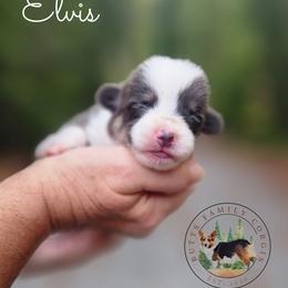 Elvis - Gray and white male American Corgi puppy in Cameron, North Carolina from Butts Family Corgis
