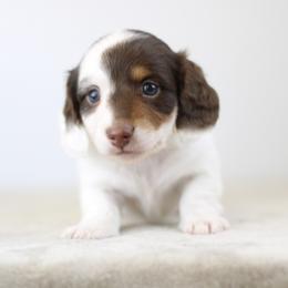 Parker - Piebald male Dachshund puppy in Alto, Texas from Prima Dachshunds