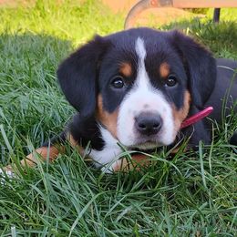 Calypso - Black white and tan female Entlebucher Mountain Dog puppy in Corvallis, Oregon from Feather Farm's Entles