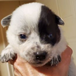 Half mask - Blue mottled male Australian Cattle Dog puppy in Lenoir, North Carolina from Blue Coyote Ranch