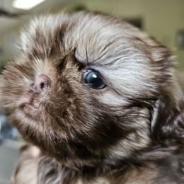 Dwight - Liver male Shih Tzu puppy in Fairfield County, Ohio from Wandering Tzu