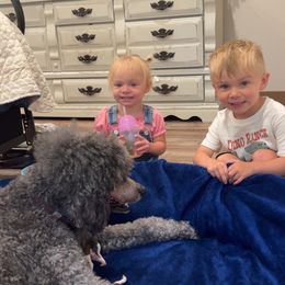 Poodle Puppies from Silver Lining Poodles