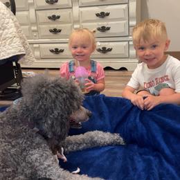 Poodle Puppies from Silver Lining Poodles