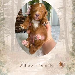 Willow - Red  female Goldendoodle puppy in Canton, Georgia from Teddy Puppies