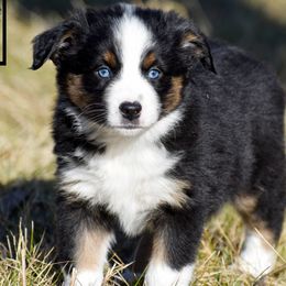 Hunter - Black tri male Miniature Australian Shepherd puppy in Akeley, Minnesota from Rustic Original Aussies