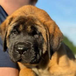 Chloe - Apricot female Mastiff puppy in Carthage, Missouri from Mama’s Mastiffs