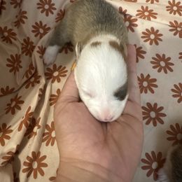 Girl 2 - Sable female Pembroke Welsh Corgi puppy in Dobson, North Carolina from Clover S Farm