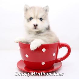 D'artagnon - Merle male Pomsky puppy in Christiana, Tennessee from Smoky Mountain Pomskies