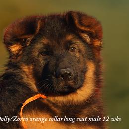 Orange collar Dolly and Conrad litter - Black and red male German Shepherd puppy in Chrisney, Indiana from Indiana German Shepherds
