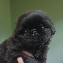 Chandler - Black male Shih Tzu puppy in Carrollton, Ohio from Becker Hollow