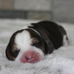 Woody - Black tan and white male Beagle puppy in Morrill, Kansas from Kelle Beagles