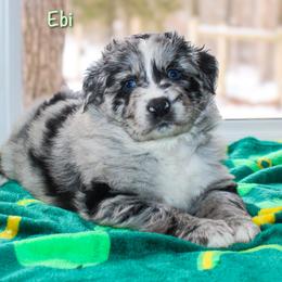 Ebi - Blue merle female Australian Shepherd puppy in Coldwater, Michigan from Northern Star Australian Shepherds