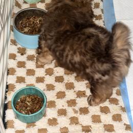 Shih Tzu Puppies from Wood Foo Breeders
