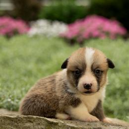 Dylan - Red male Pembroke Welsh Corgi puppy in Narvon, Pennsylvania from Corgi Companions