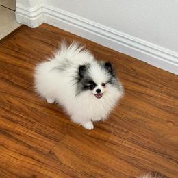 Cowboy AKC - Cream sable parti male Pomeranian puppy in Las Vegas, Nevada from POM SOCIETY